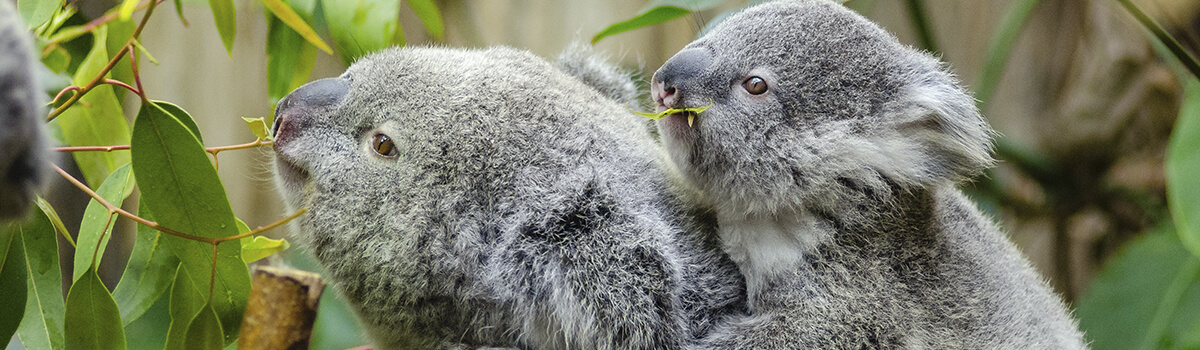 Photo of two Koalas in the wild. 