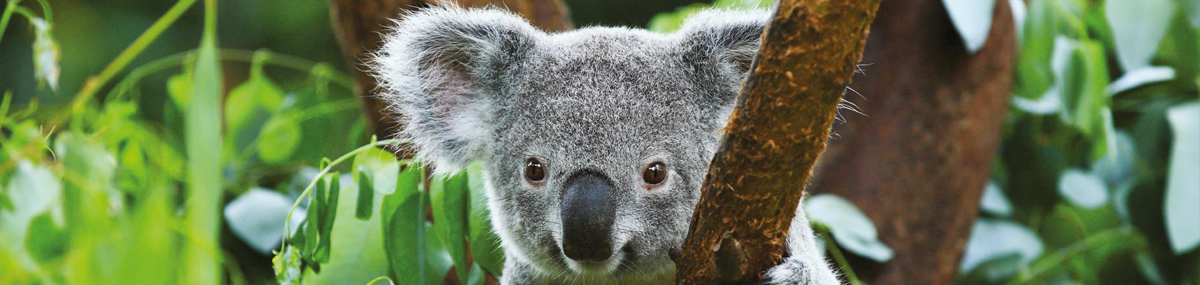 foto van een koala