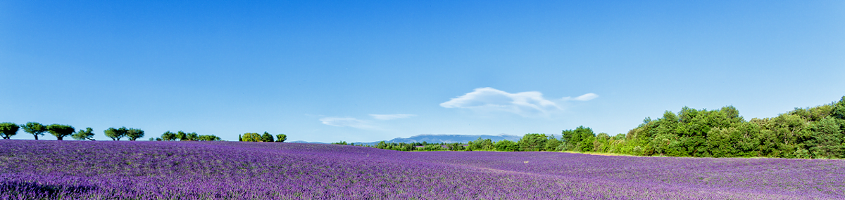 lavender fields in France